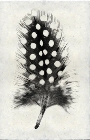 Feather Study Large