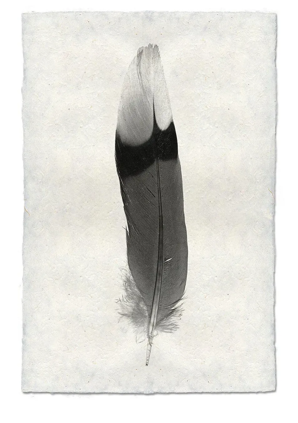 Feather Study Large