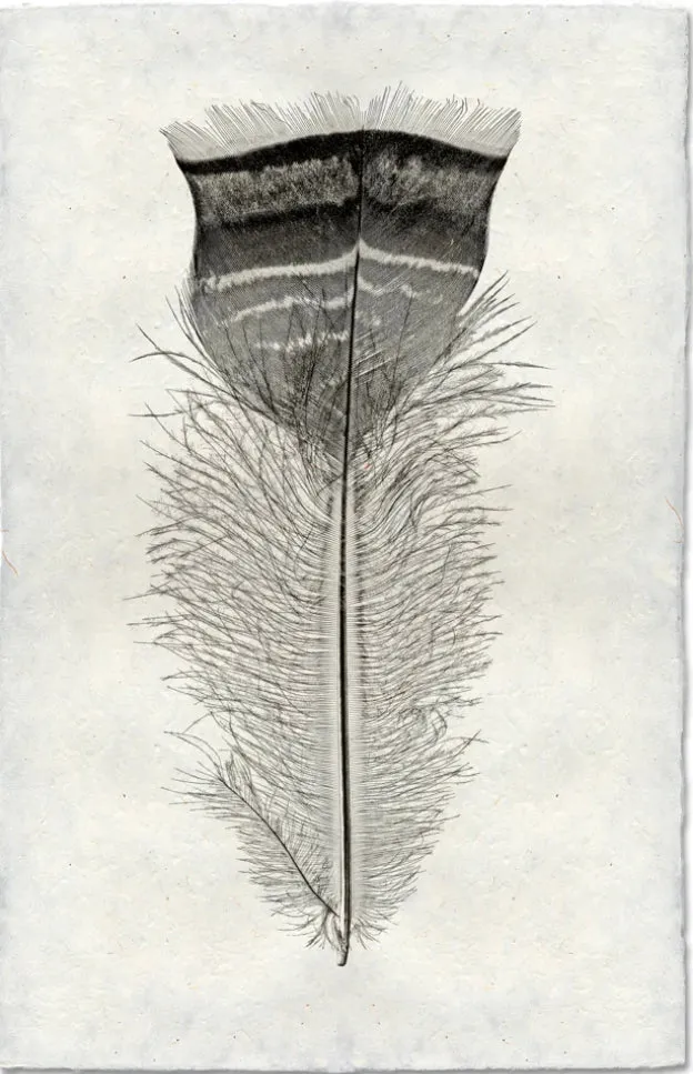 Feather Study Large
