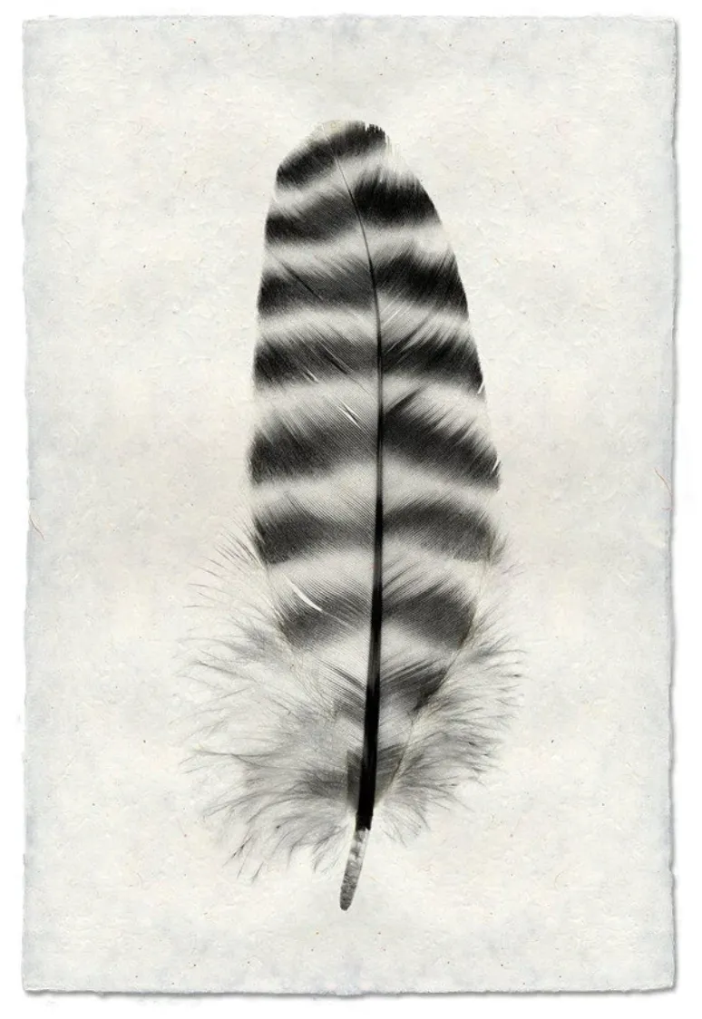 Feather Study Large