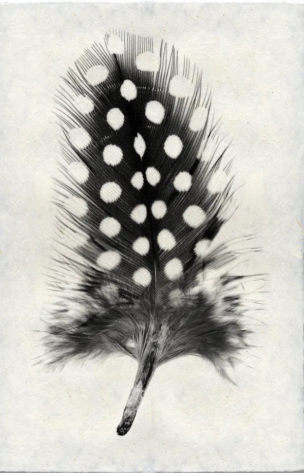 Feather Study Large