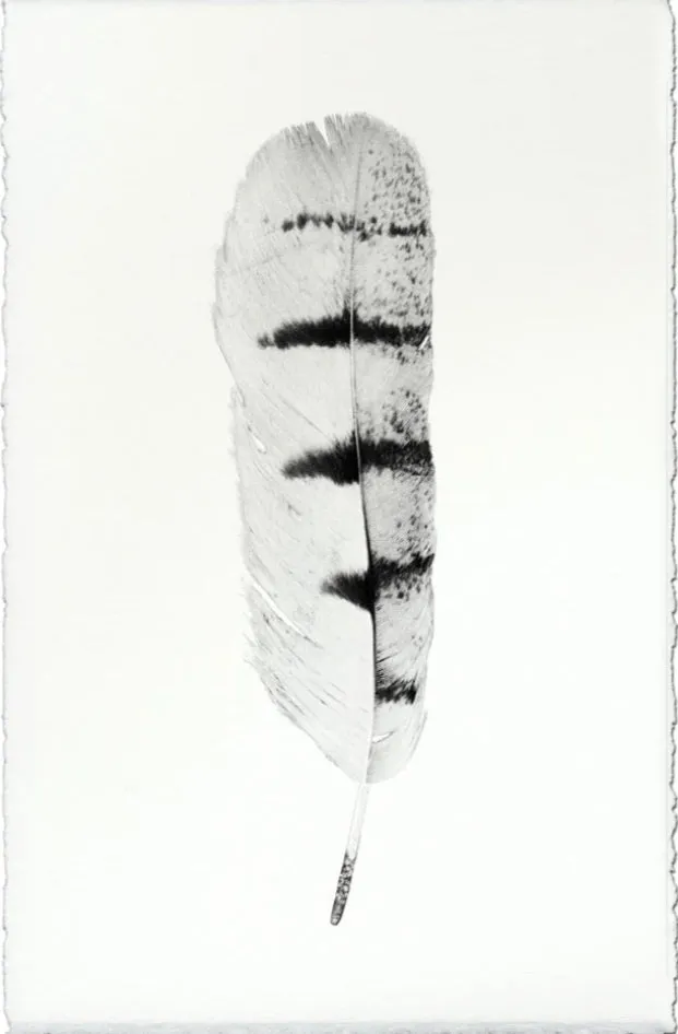 Feather Study Large