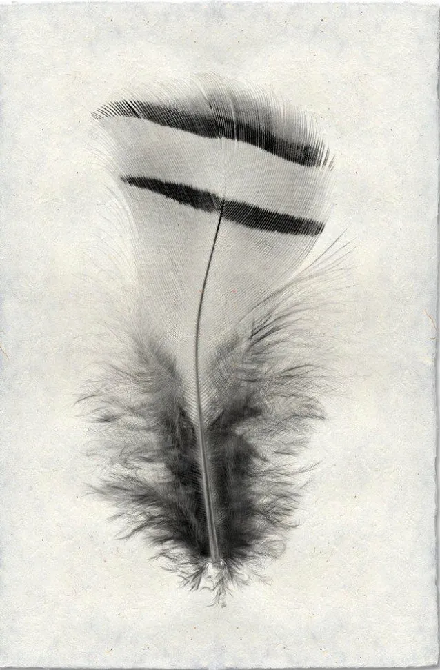 Feather Study Large