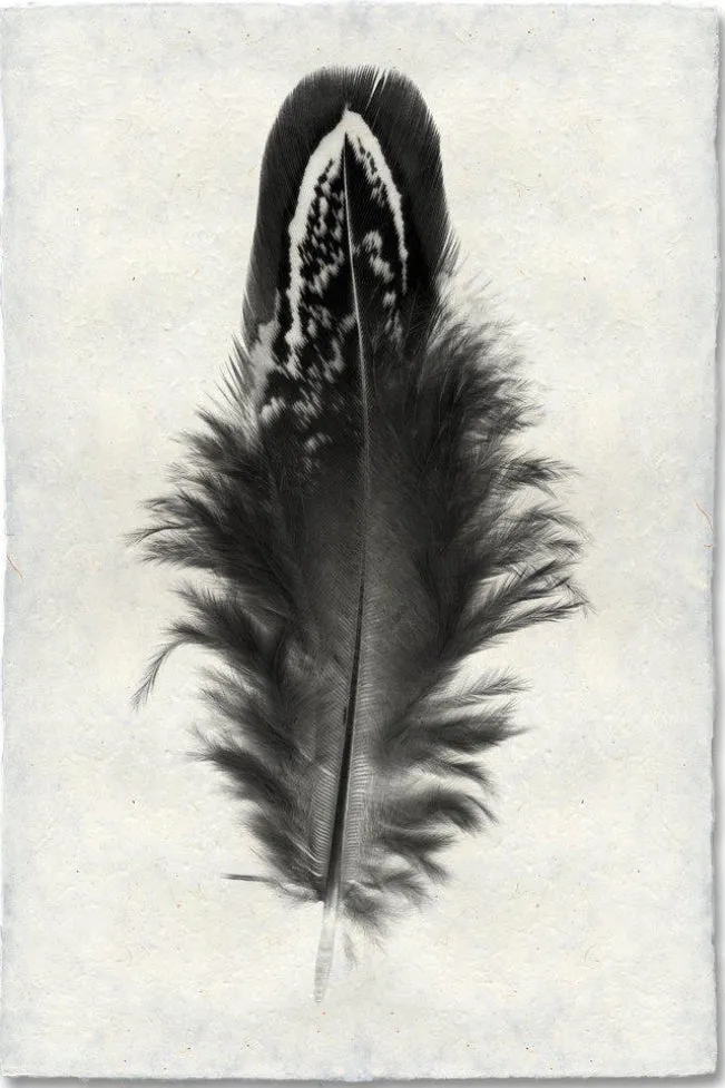 Feather Study Large