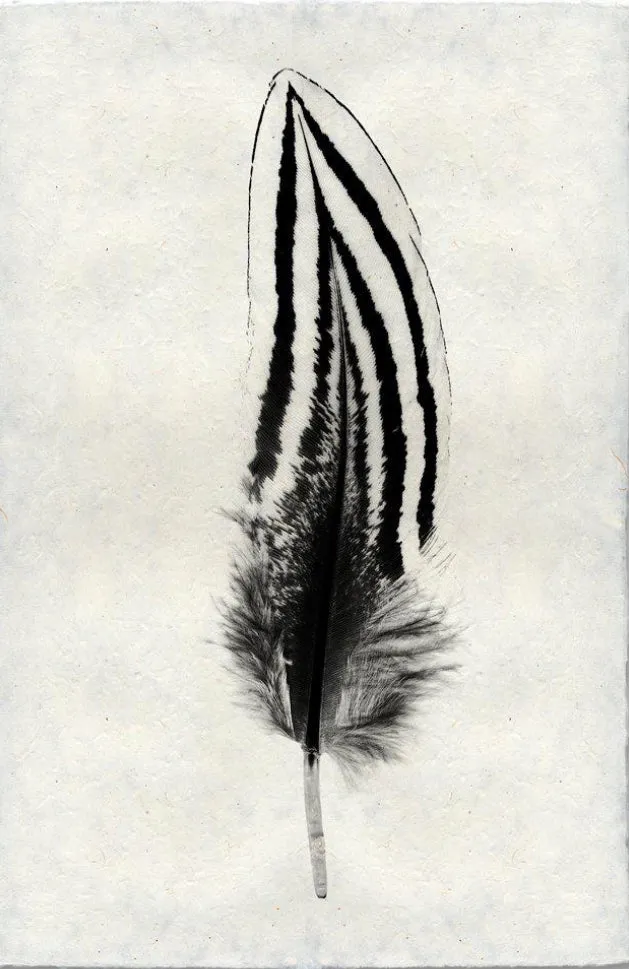 Feather Study Large