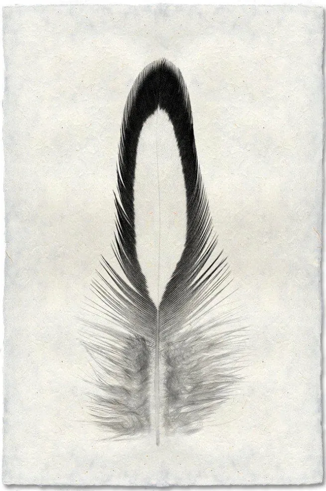 Feather Study Large