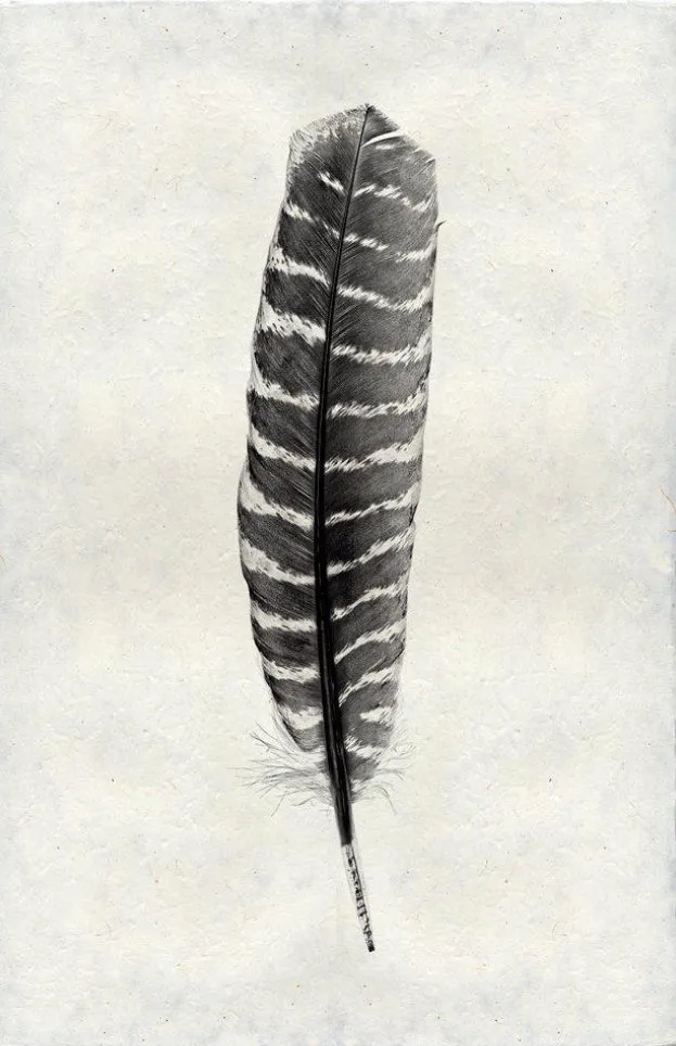 Feather Study Large