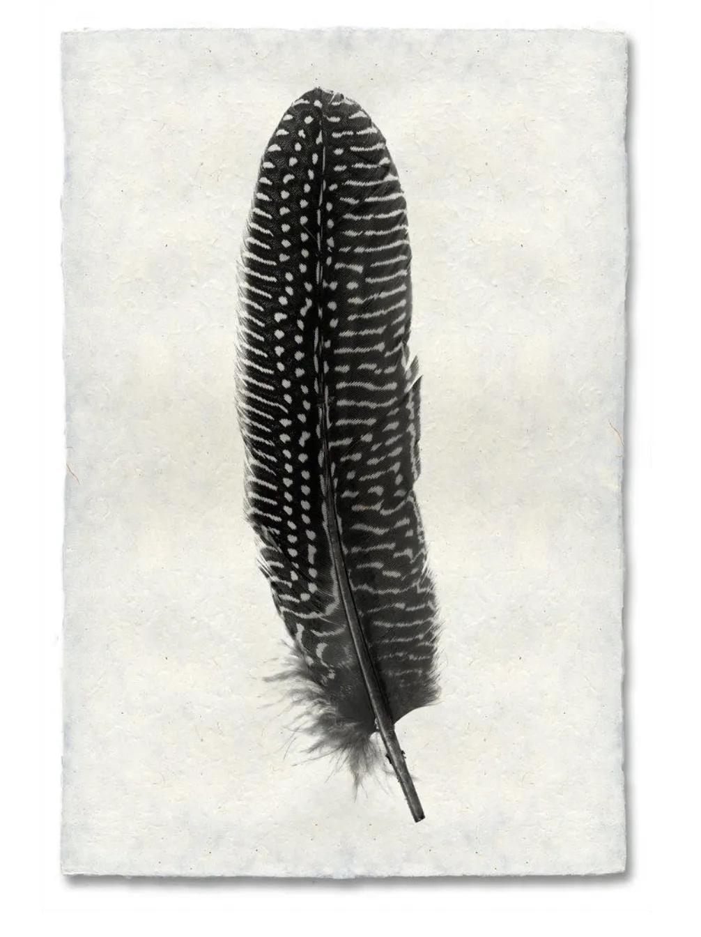 Feather Study Large