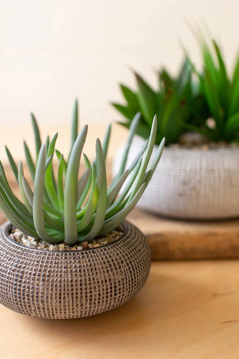Set of 2 Succulents In Concrete Pots